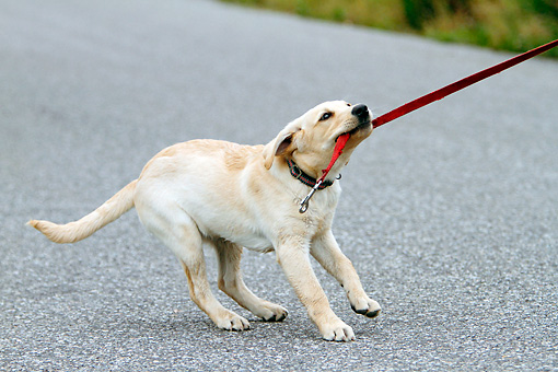 puppy biting on leash